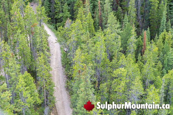 The Sulphur Mountain Hike